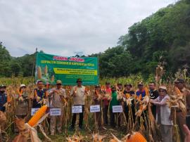 Panen Jagung Gapoktan Kalurahan Sidoharjo Kapanewon Tepus